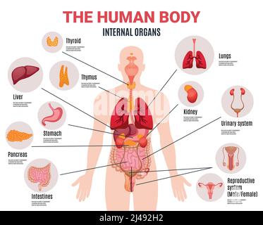 Menschlicher Körper innere Organe Schema flache Infografik Poster mit Symbolen Bilder Namen Ort und Definitionen Vektordarstellung Stock Vektor