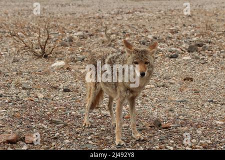 Death Valley Coyote Stockfoto