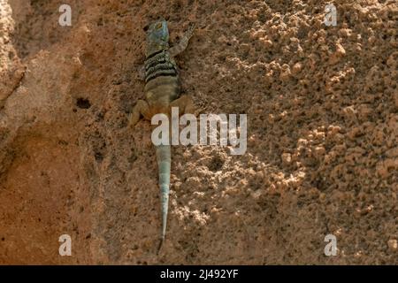 Mexikanischer Leguan in baja california sur mexico auf Orangenfelsen Stockfoto