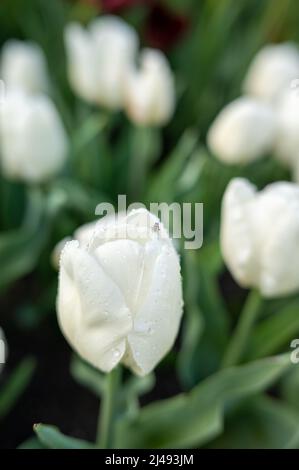 Genieße, was meine Augen sehen Stockfoto