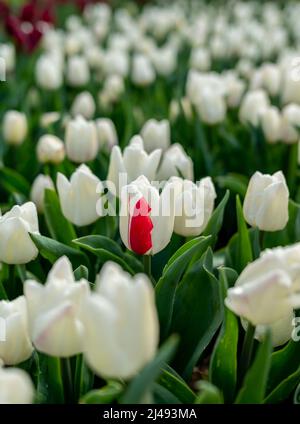Genieße, was meine Augen sehen Stockfoto