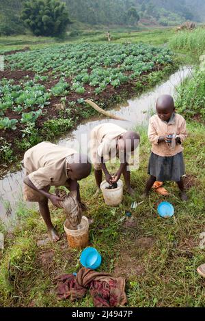 (Corneille Karekezis drei Kinder. (Von links nach rechts) Jean Claude Habumugisha, 12, Cormeille Dusungomuremy, 10, und Anne-Marie Abijuru, 4, Kinder von Corneille Karekezi, 39, waschen neben dem väterlichen Feld in den Sümpfen des Mbazi-Sektors im Bezirk Huye Kleidung. Corneille Karekezi, 39, verheiratet, drei Kinder. Bevor er sich mit ARDI einsetzte, war er ungebildet, allein und konnte keine Ernte von seinem Land erhalten. „Ich schlief hungrig und aß nur, wenn ich konnte. Das Training hat mir den Kopf geöffnet, jetzt kann ich mit Menschen interagieren. Meine Einstellung hat sich geändert, ich bin jetzt optimistisch. „Ich bekomme jetzt einen guten Stockfoto