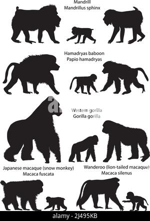 Sammlung von Silhouetten von Affen, die auf dem Gebiet Afrikas und Asiens leben: Wanderoo, japanischer Makaken, Gorilla, Hamadryas Pavian, Mandrill Stock Vektor