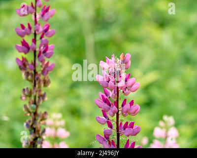 Lupinenblüten blühen auf dem Feld. Stockfoto