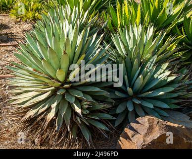 Nahaufnahme einer Agave mit Schwarzstachelzacken oder Großstacheligen (Agave macroacantha) Stockfoto