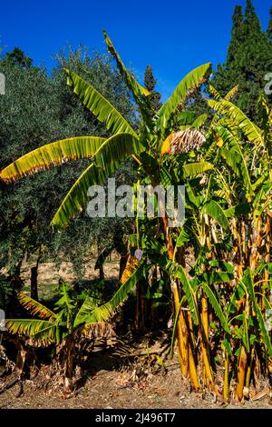 Nahaufnahme des blühenden Bananenbaums (Musa acuminata) Stockfoto