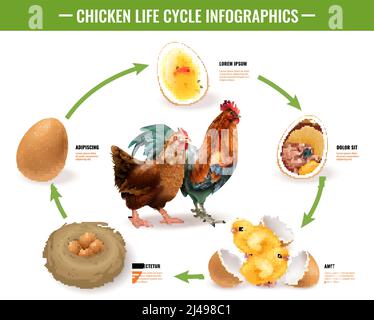 Hühnerlebenszyklus Stadien realistische Infografik Zusammensetzung aus fruchtbaren Eiern Embryo Entwicklung zu schlüpfenden Küken Vektor-Illustration Stock Vektor