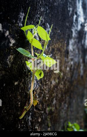 Eine Nahaufnahme einer kleinen grünen Pflanze, die auf einer mit Algen bedeckten Betonwand wächst. Stockfoto