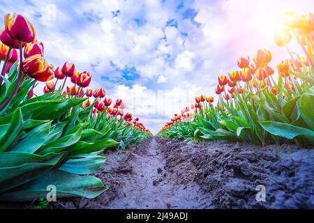 Magische Landschaft mit fantastisch schönen Tulpen Feld in den Niederlanden im Frühjahr. Blühende, mehrfarbige tulpenfelder in einer holländischen Landschaft Holland. Reise- und Urlaubskonzept. Selektiver Fokus. Stockfoto