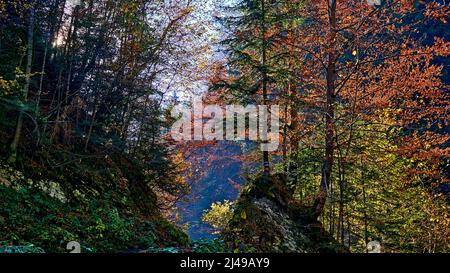Walddickicht mit bunten, hellen Herbstfarben und Sonne Stockfoto
