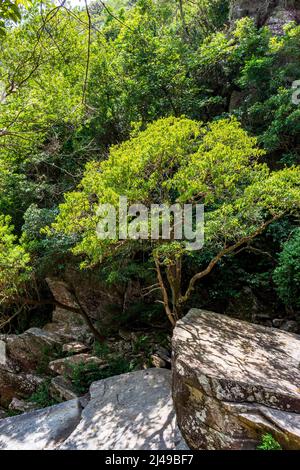 Die Waldvegetation, die sich mit Felsen vermischt, befindet sich in der brasilianischen Biom-Region Cerrado (Savanne) in der Serra do Cipo im Bundesstaat Minas Gerais Stockfoto