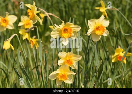 Narzissen im Frühlingssonne. London, England, Großbritannien. Stockfoto