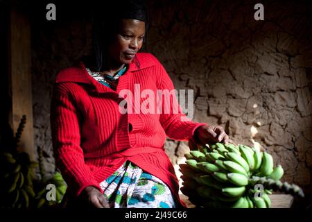 Genevieve, Manishimwe, 40, Dorf Nyange, Murambi-Zelle, Gakenke disrict. Ihr Mann wurde beim Völkermord getötet, sie hat vier Kinder, darunter Diane, 7 Jahre alt. Sie ist HIV-positiv. Bevor sie sich dem Programm anschloss, zog sie von Ort zu Ort, weil sie kein Haus hatte und oft hungrig war. Mit dem Erlös ihrer Landwirtschaft nach dem Training aus dem Programm hat sie sich nun ein Haus gebaut. Sie kaufte drei Parzellen Land, eine Kuh und zwei Schweine. Foto von Mike Goldwater Stockfoto