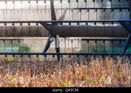Die Rolle eines landwirtschaftlichen Mähdreschers schneidet Weizengetreide aus der Nähe in den Staub Stockfoto