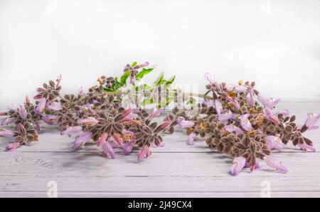 Lila Salbei Blume. Speicherplatz Kopieren. Wildblumen auf einer hölzernen Oberfläche mit weißem Hintergrund. Stockbild. Stockfoto