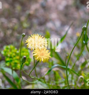 Dandelion. Isoliert. wildblumen auf einem Feld im Frühling. Stockbild. Stockfoto