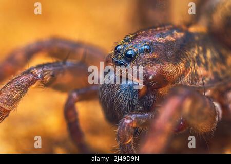 Porträt der Bodenwolf-Spinne, Trochose terracola, Nahaufnahme Makro-Foto Stockfoto