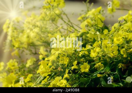 Butterblumen. Isoliert.Wldblüten in voller Blüte mit Sonneneinstrahlung. Stock Imsgr. Stockfoto