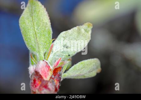 Junge Rosige Apfelblättrige (Dysaphis plantaginea) auf sich entwickelnden Blättern von Apfelbäumen in einem Obstgarten im Frühjahr. Schädling von Apfelbäumen. Stockfoto