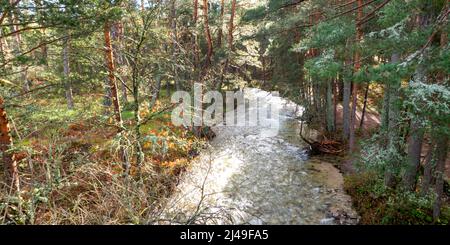 Eresma River, Scot Pine Forest, Sierra de Guadarrama National Park, Segovia, Kastilien und Leon, Spanien, Europa Stockfoto