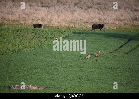 Hirsche in der Nähe von Büffeln Stockfoto