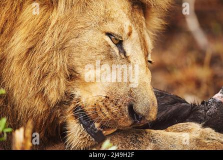 Schlemmen an seiner Beute. Ein ausgeschnittenes Bild eines Löwen, der seine Beute in den Ebenen Afrikas verzehrt. Stockfoto