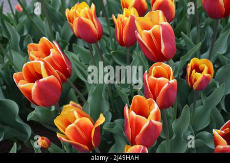Tulpen mit Platz in der Mitte für Logo Stockfoto