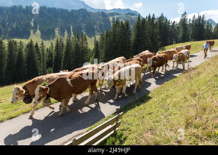 Traditionelles Herabtreiben von Rindern, bekannt als Almabtrieb oder Alpabzug, von den Almen ins Tal in den Schweizer Alpen Stockfoto