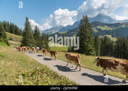 Traditionelles Herabtreiben von Rindern, bekannt als Almabtrieb oder Alpabzug, von den Almen ins Tal in den Schweizer Alpen Stockfoto