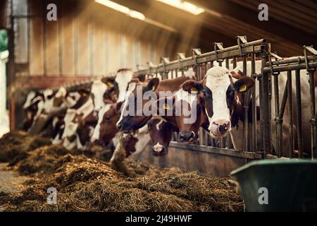 Frühstück wird serviert. Aufnahme einer Gruppe von Kühen, die in einem Stift in einer Scheune stehen. Stockfoto