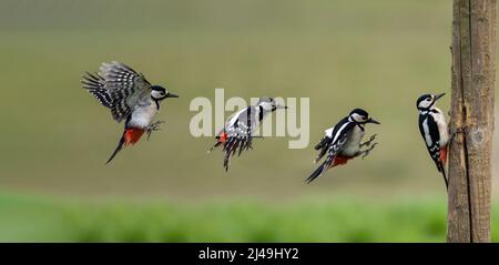 Great Spotted Specht Flugweg kommen an Land auf einem Holzpfosten Stockfoto