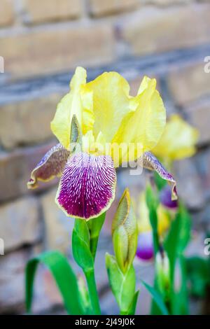 Blühende gelbe und violette Iris im Sommergarten Stockfoto