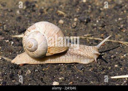 Römische Schnecke - Helix pomatia, gemeine Schnecke aus europäischen Gärten und Wiesen, Tschechische Republik. Stockfoto