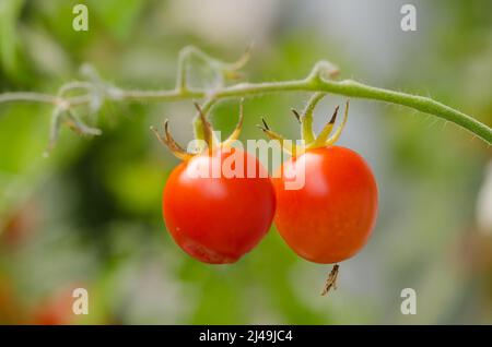 Solanum lycopersicum, in einem Garten wachsende, hausgemachte rote Tomatenpflanzen Stockfoto