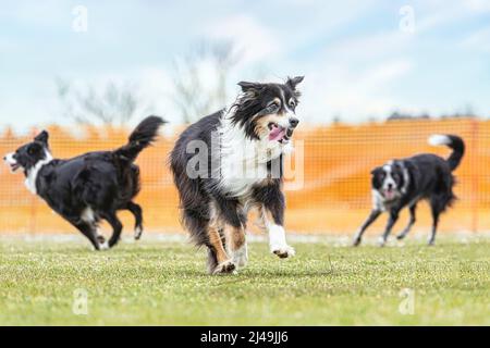 Verspielte Hunde: Ein Border Collie Hund spielt mit seinem Besitzer im Frühjahr im Freien Stockfoto