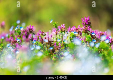 Lila Veilchen Wildblumen und grünes Gras. Feld von Blumen und Gras Stockfoto