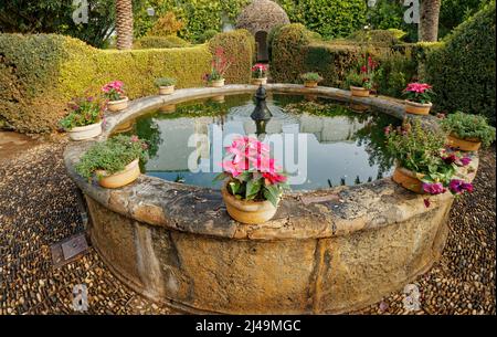 VIANA PALACE GÄRTEN CORDOBA SPANIEN AUSSEN DER GARTEN UND EIN POOL MIT BRUNNEN UND RING VON BLUMEN IN TÖPFEN Stockfoto