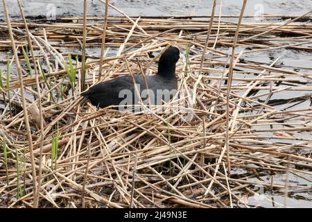 Woodberry Wetlands, London, Großbritannien. 13. April 2022. UK Wetter: Ein warmer Frühlingstag die Woodberry Wetlands im Norden Londons. Kredit: Alamy Live Nachrichten Stockfoto