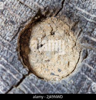 Nestverschluss von Wildbienenbrutroehre, Nest Verschluss von Wildbienenbrutroehre Stockfoto