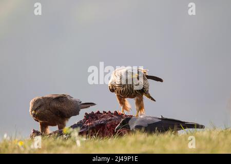 Rotmilan, roter Drachen, Milvus milvus Stockfoto