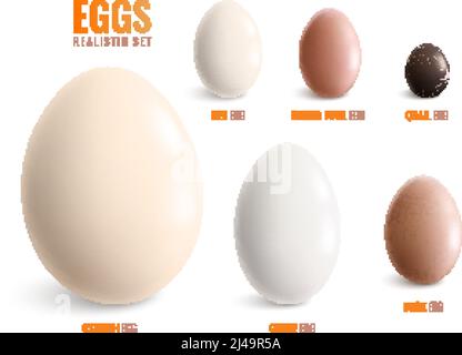 Farbige realistische Eier Icon Set mit Eiern von Straußenhenne Gänseente Meerschweinchen Wachtel Vektor-Illustration Stock Vektor