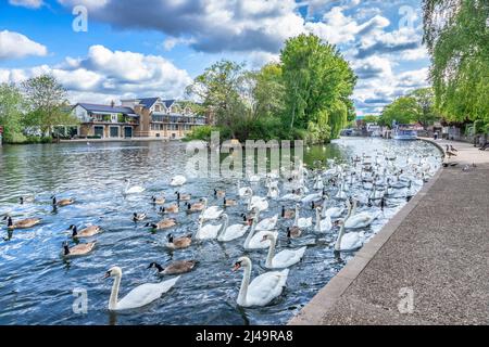 5. Juni 2019: Windsor, Großbritannien - Schwäne und Kanadagänse an der Themse. Stockfoto