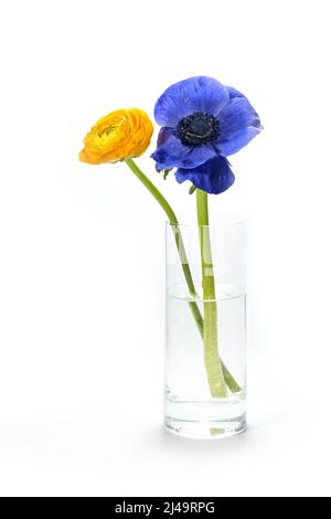 Glasvase mit zwei Ranunculus-Blumen in blau und gelb, die Farben der Ukraine-Flagge, isoliert auf weißem Hintergrund mit Kopierraum, Konzept für Stockfoto