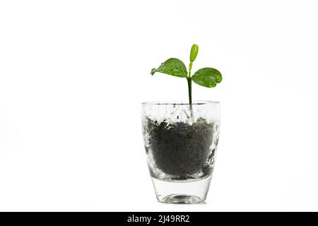 Sämling eines Zitronenbaums, der in einem kleinen Glas aufwächst, Metapher der Natur für Geduld, Wachstum und Erfolg, isoliert auf weißem Hintergrund, Kopie Stockfoto