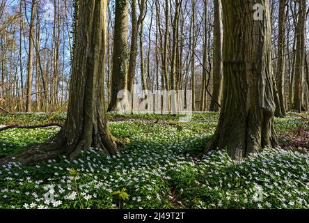 Teppich aus weiß blühendem Holzanemon (Anemonoides nemorosa) zwischen Baumstämmen im Wald im frühen Frühjahr, Kopierraum, ausgewählter Fokus Stockfoto