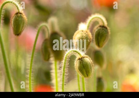 Nahaufnahme der Mohnblüte mit Bokeh-Hintergrund Stockfoto
