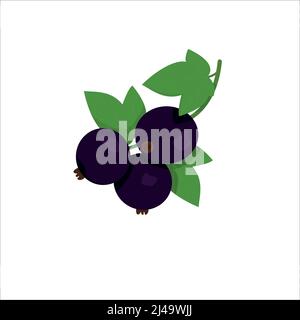 Reife schwarze Johannisbeere mit grünen Blättern. Flache Vektorgrafik Stock Vektor