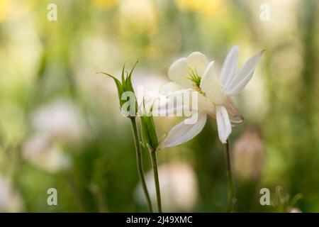 Aquilegia grandiflora im Garten. Stockfoto