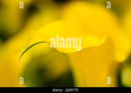 Gelbe Calla Lily vor unscharfem Hintergrund Stockfoto