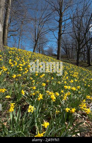 Daffodil Hill auf dem Lakeview Cemetery Stockfoto